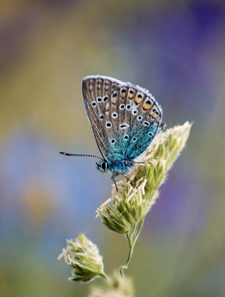 Голубянка икар