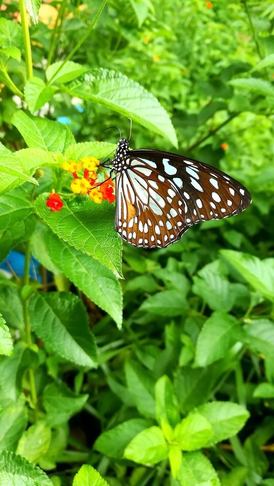 Beautiful butterfly..