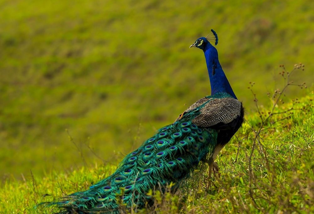 The elegance of the Peacock