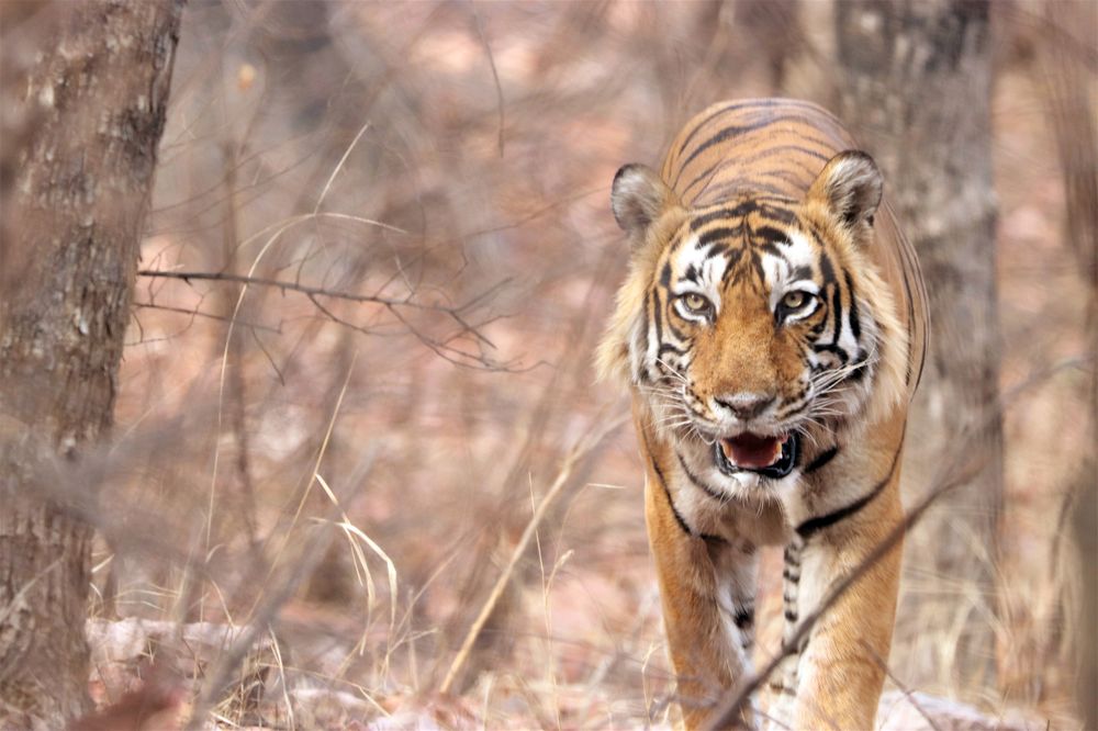Tigers From Ranthambore National Park India