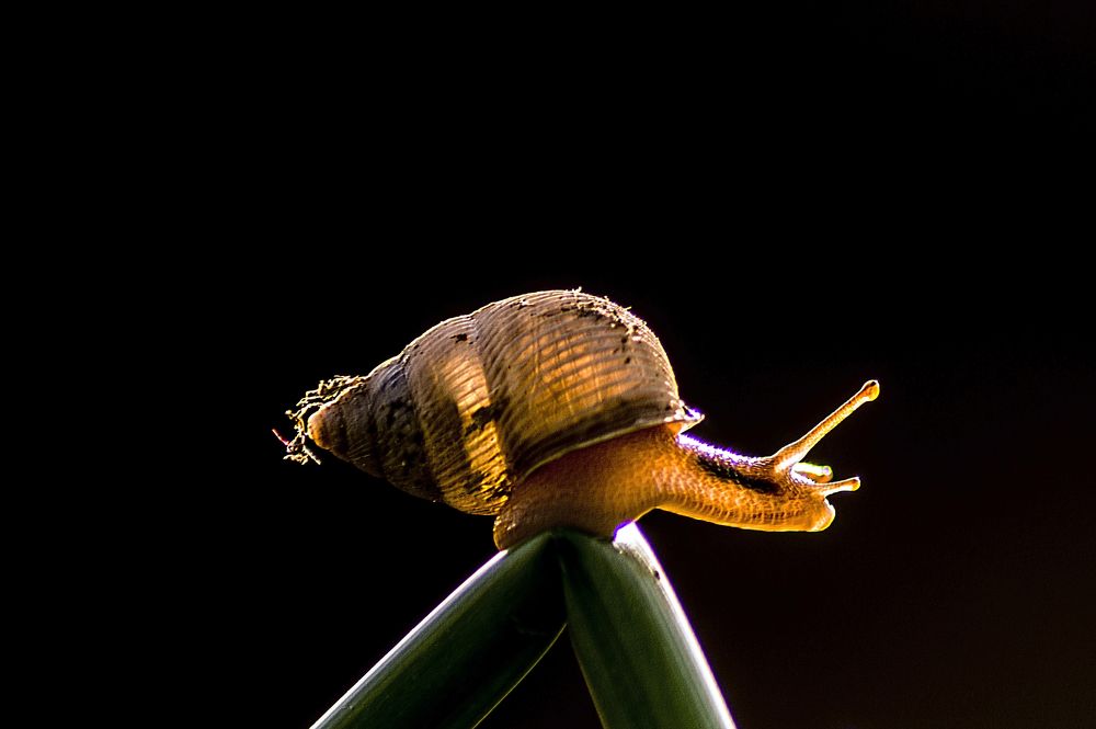 snail