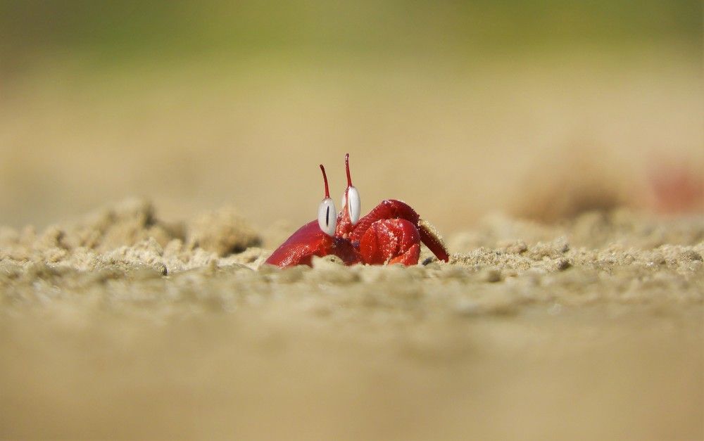 A 'Red Ghost Crab'
