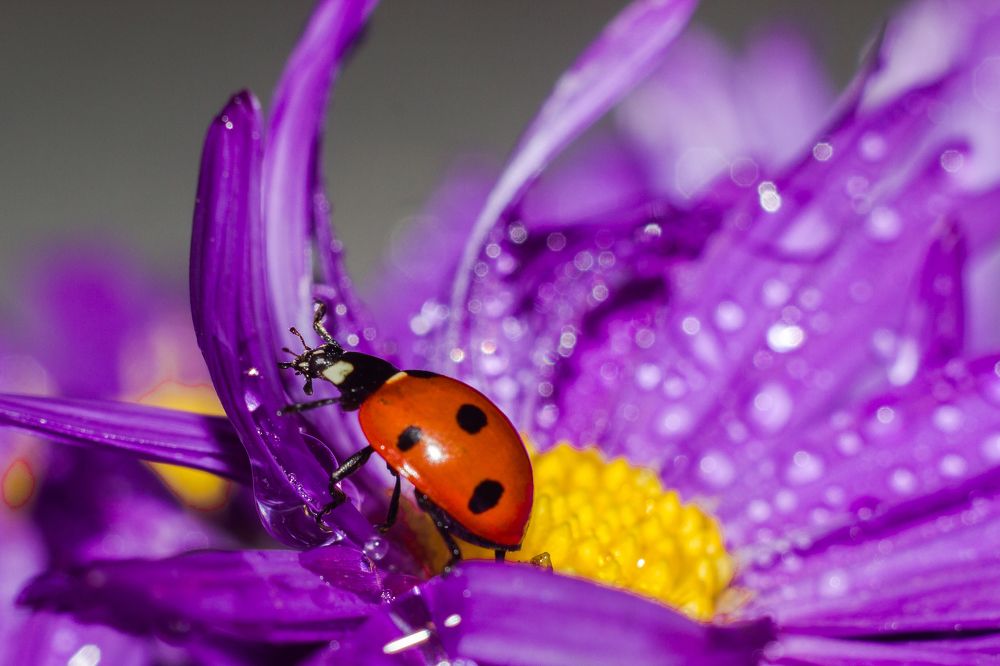 Божья коровка