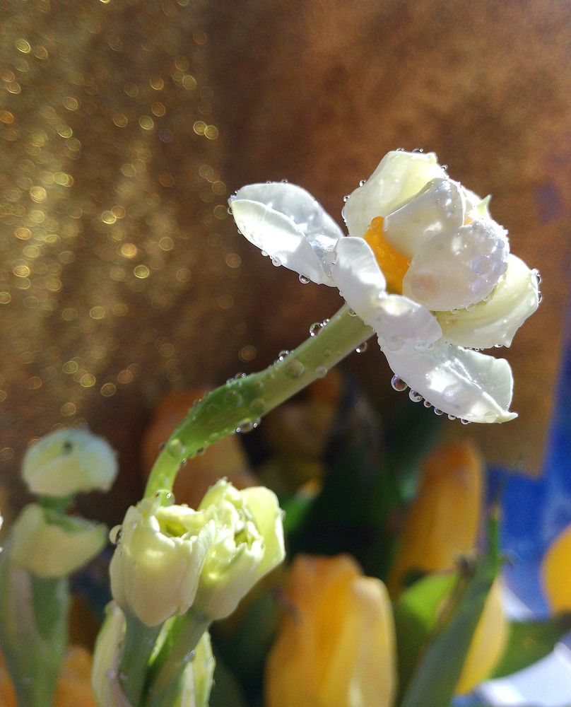 Весенняя капель