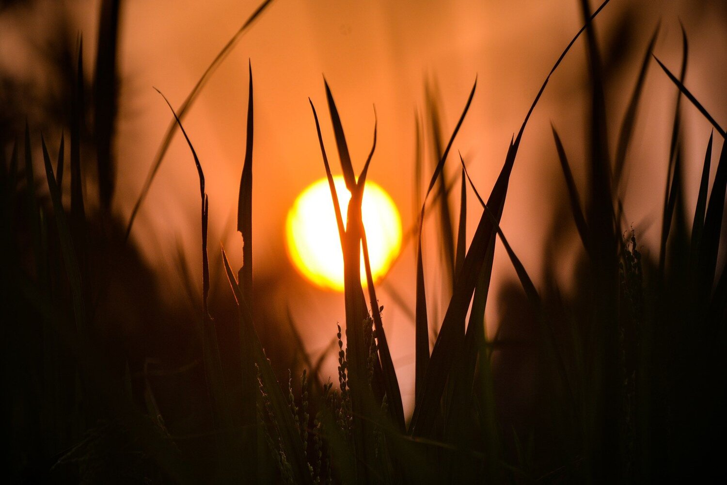 The setting sun.