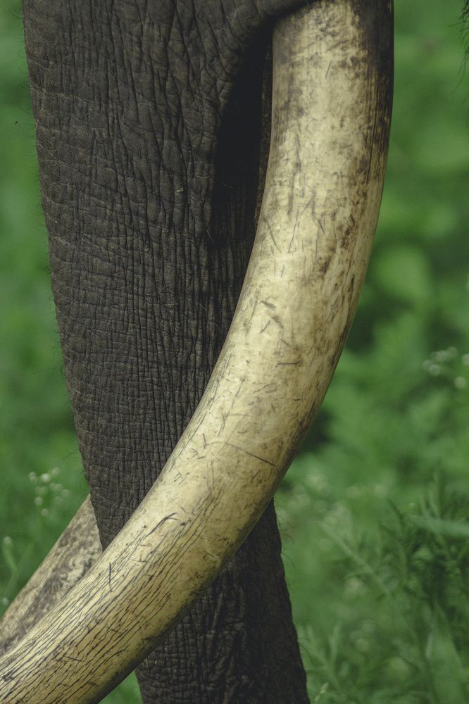 The story of the forest