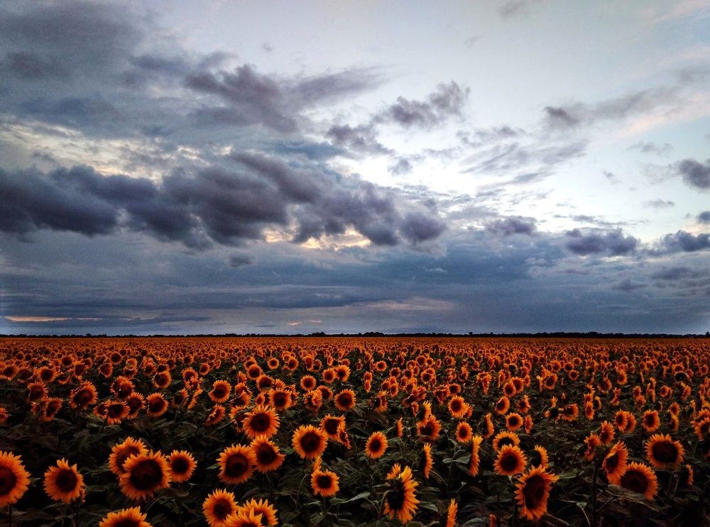 Перед грозой