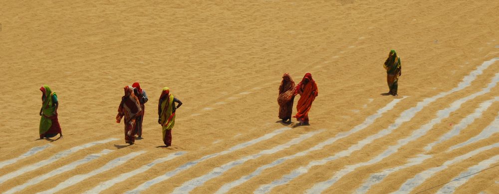 The female worker is drying rice