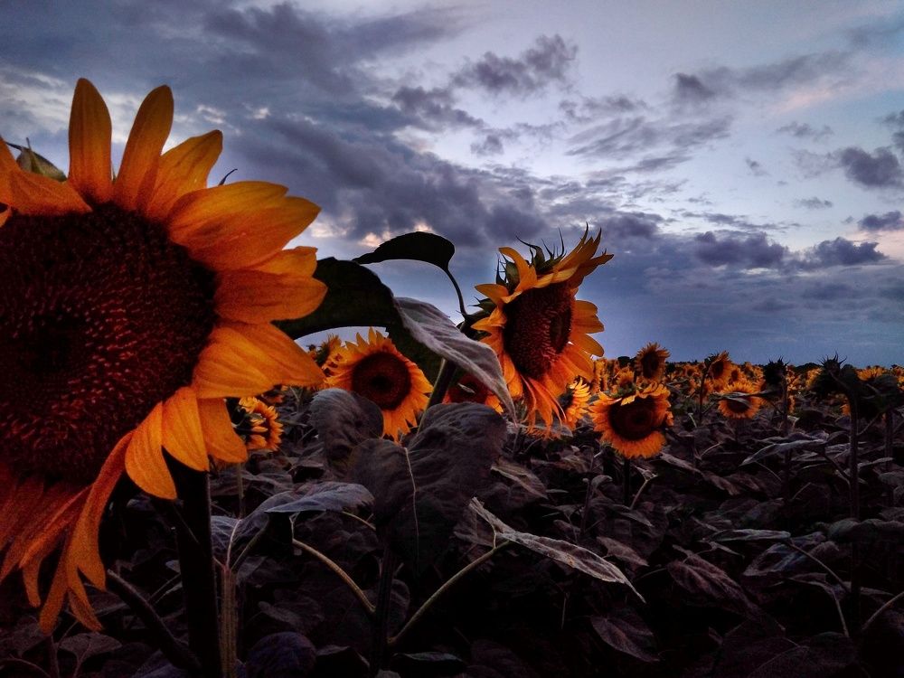 Гроза наступает