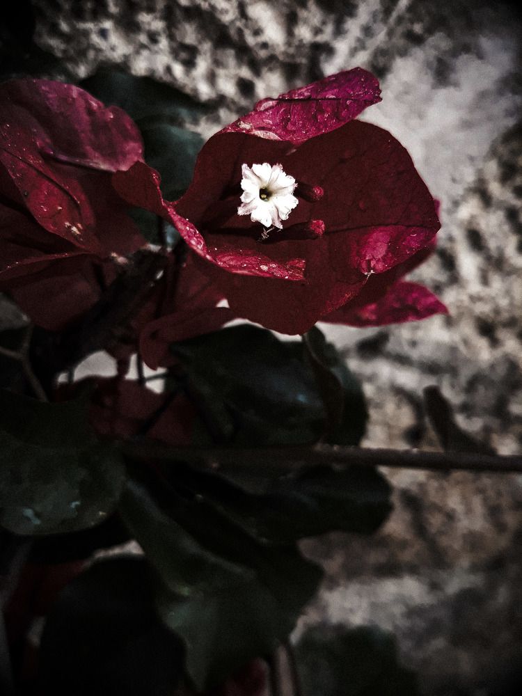 Hidden beauty