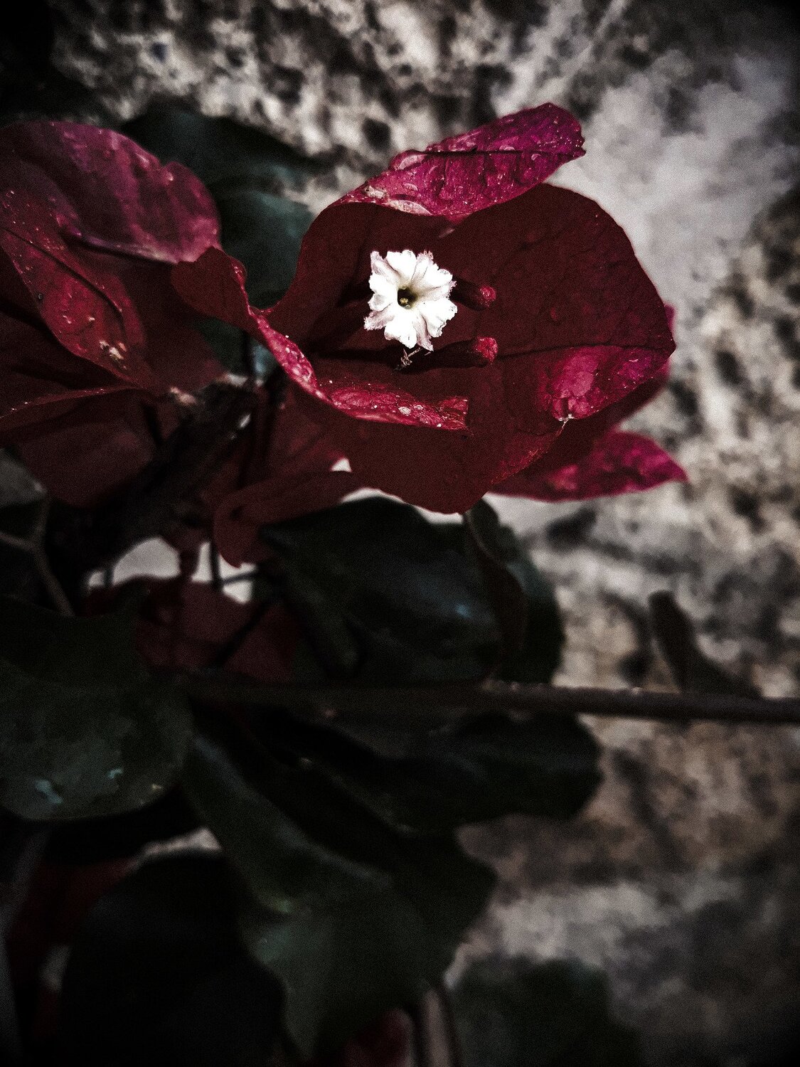 Hidden beauty