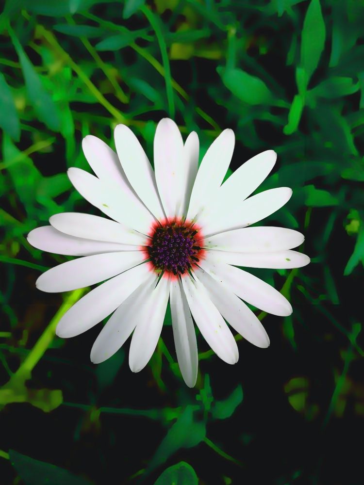Focus on flower