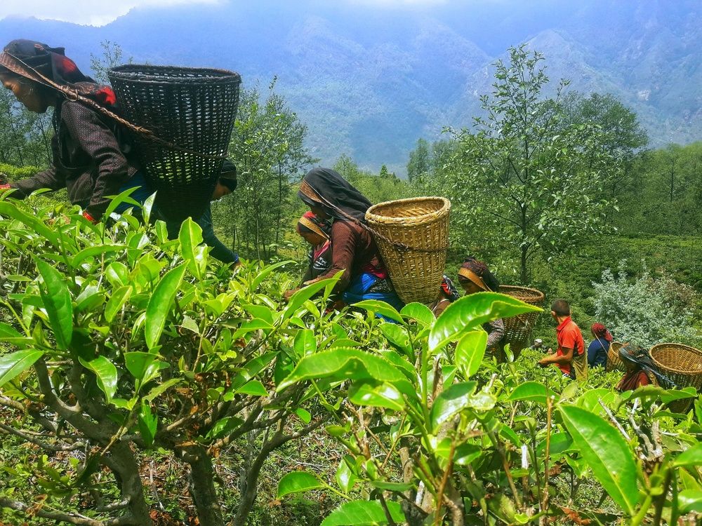 Tea farming