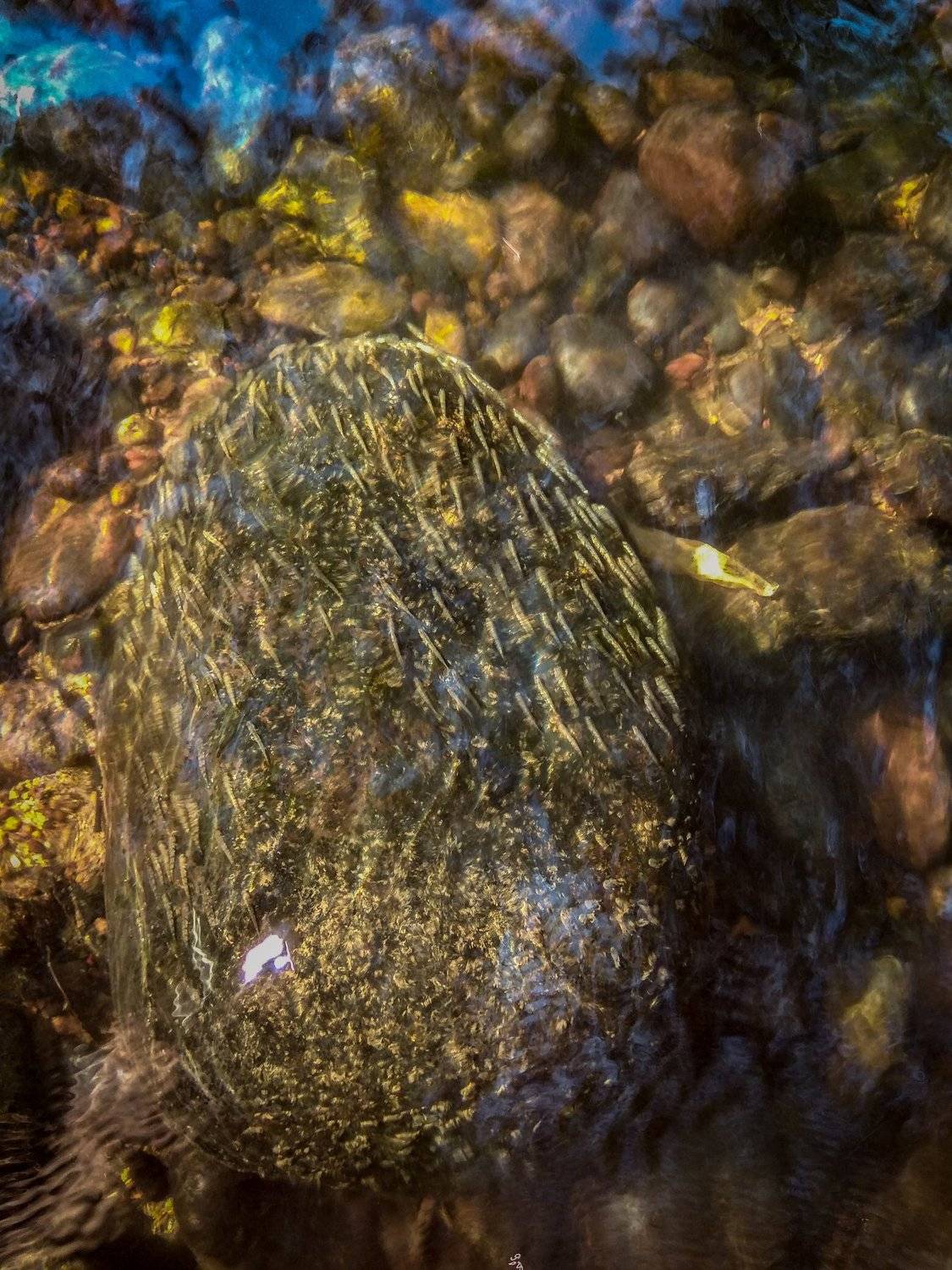 #Fishes