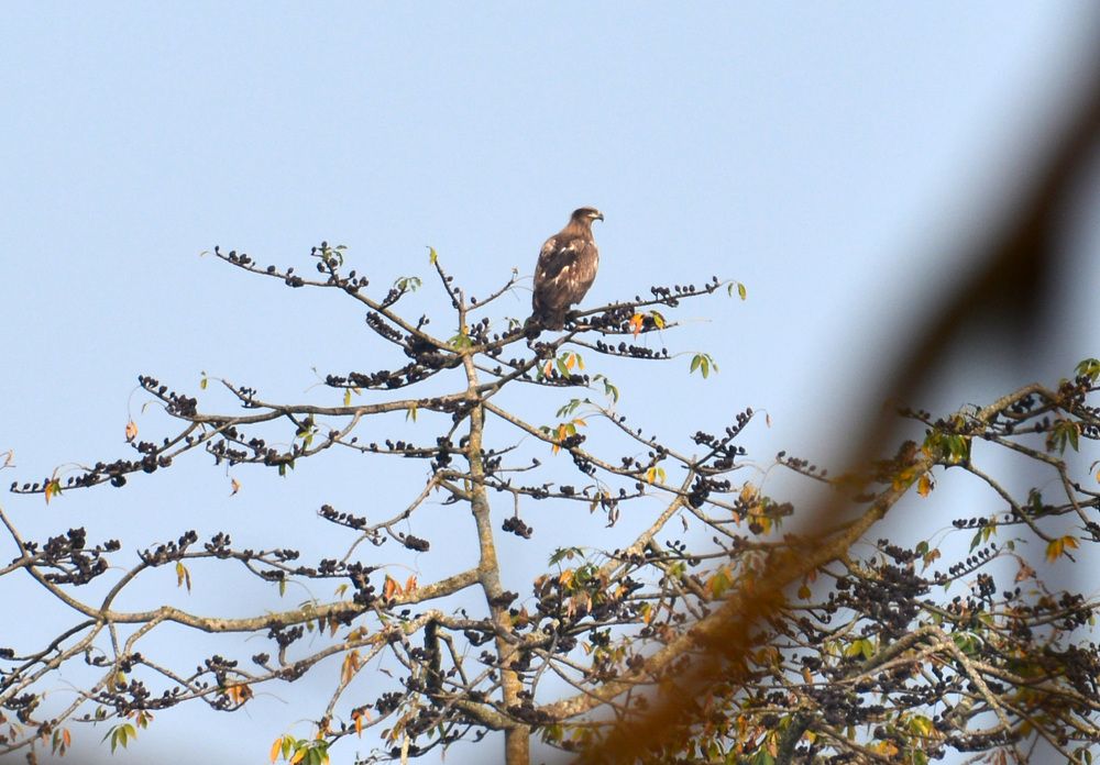 Looking around the Forest