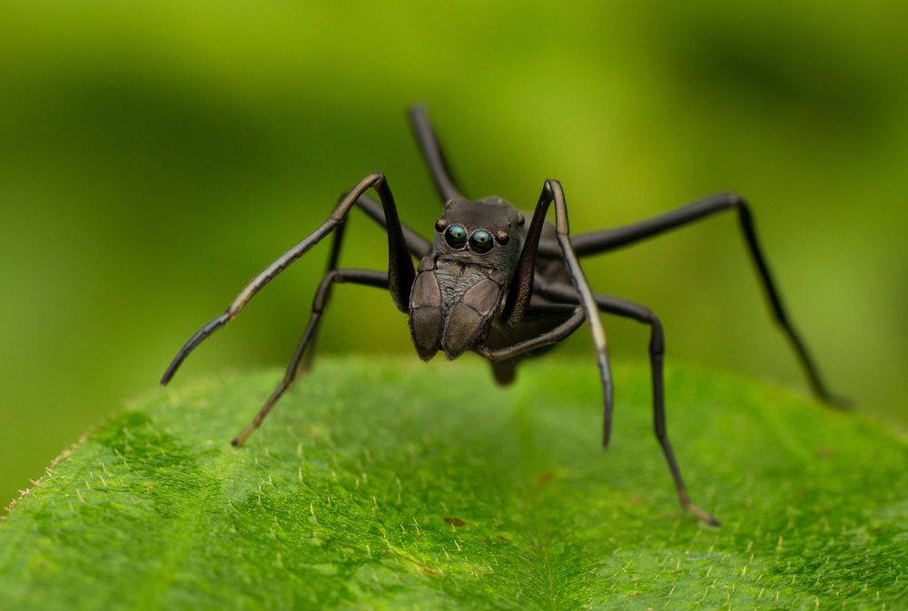 Ant Mimic Spider