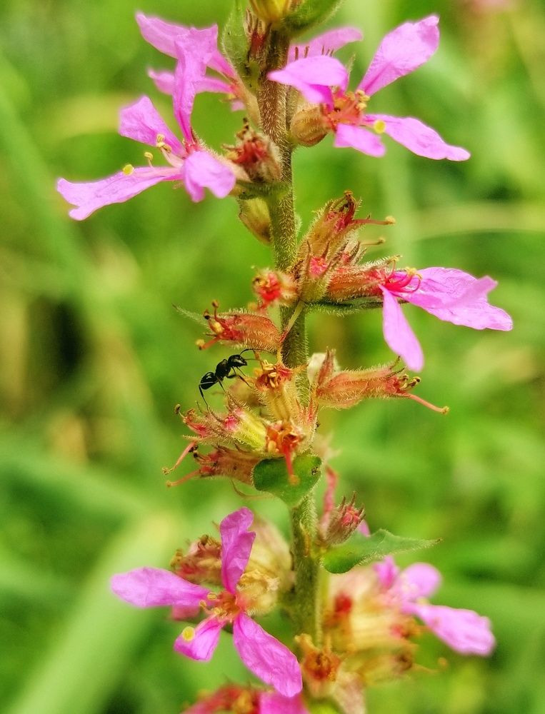 Муравей в цвету