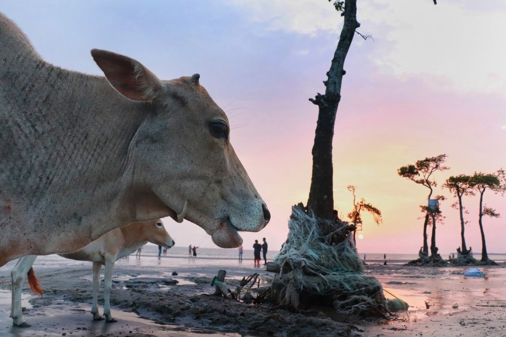 Beautiful Bangladesh