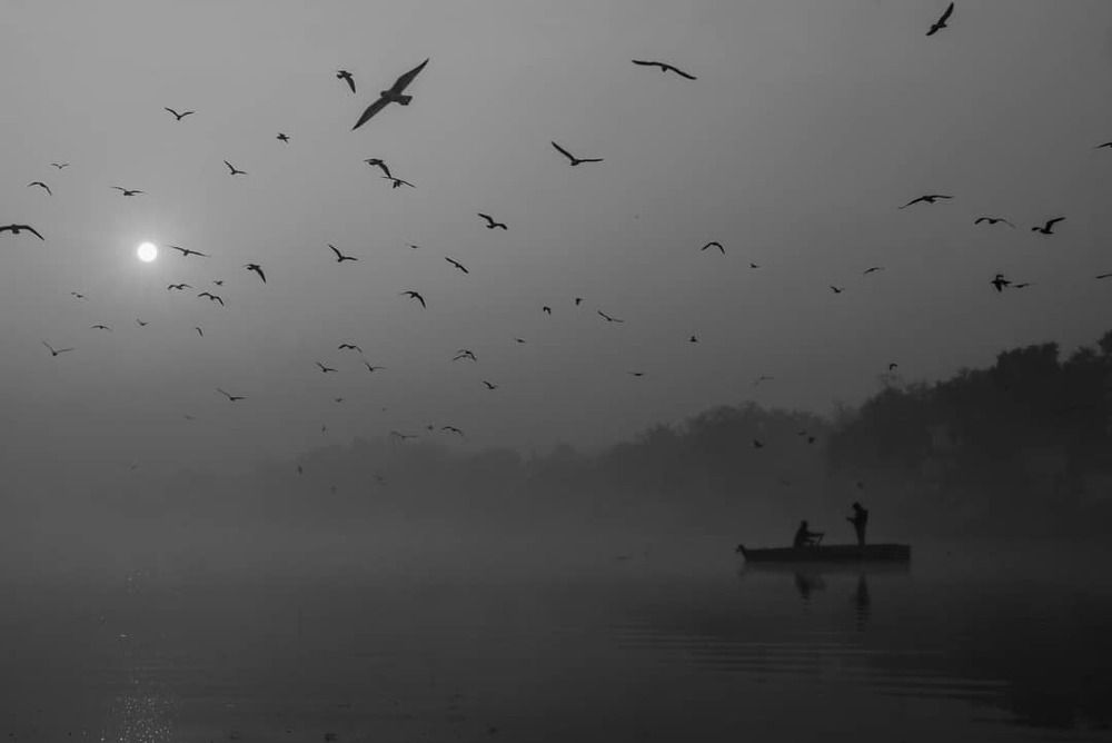Morning mist with birds and boad