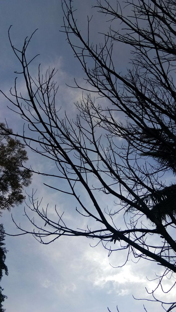 "against the branch"