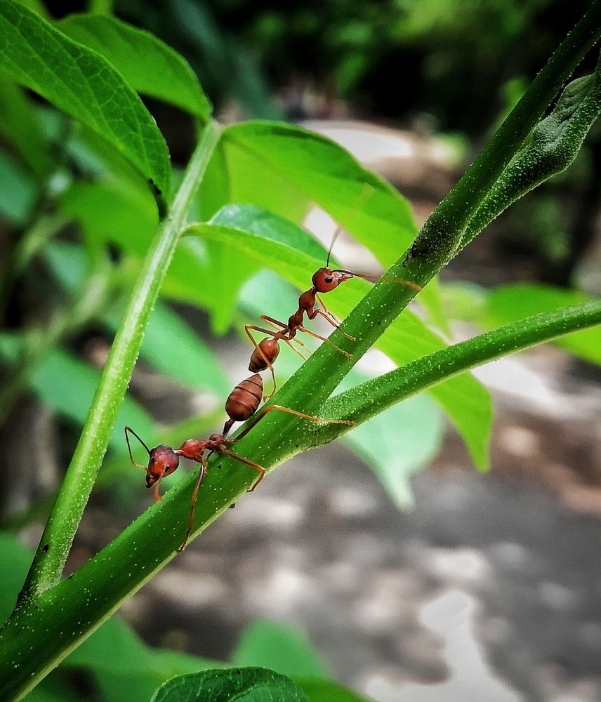 Ant