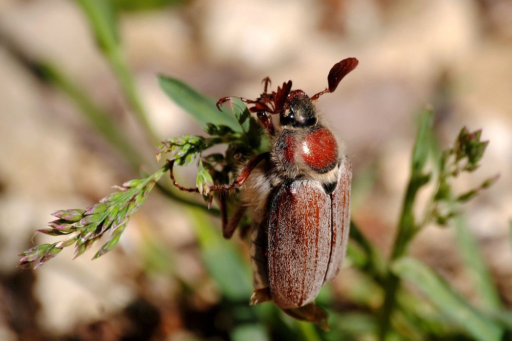 "Майский жук"