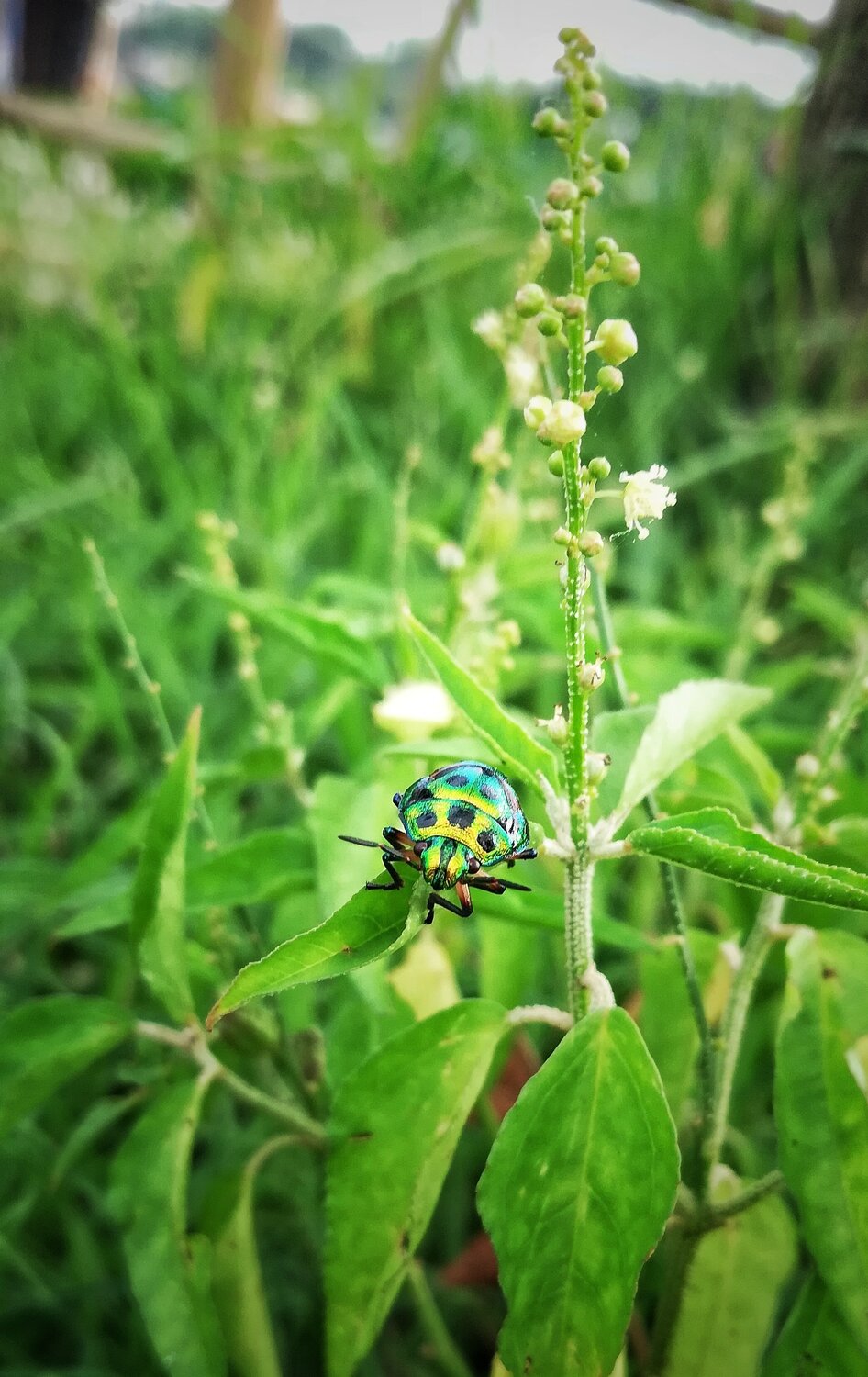 Colorful Bug