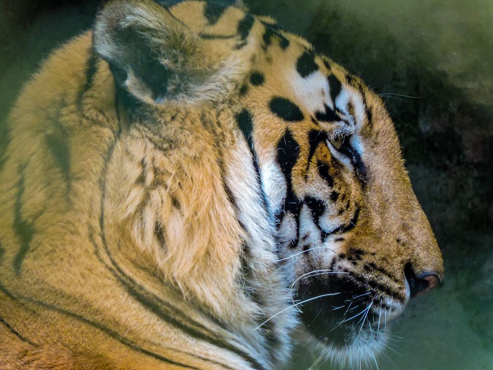 Tiger in the Shadow
