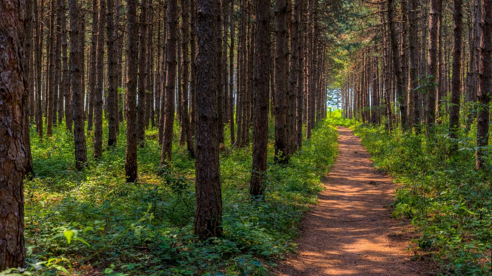 Путь в сосновом лесу