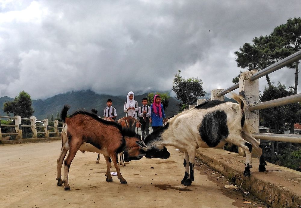 Goats and children on a bridge