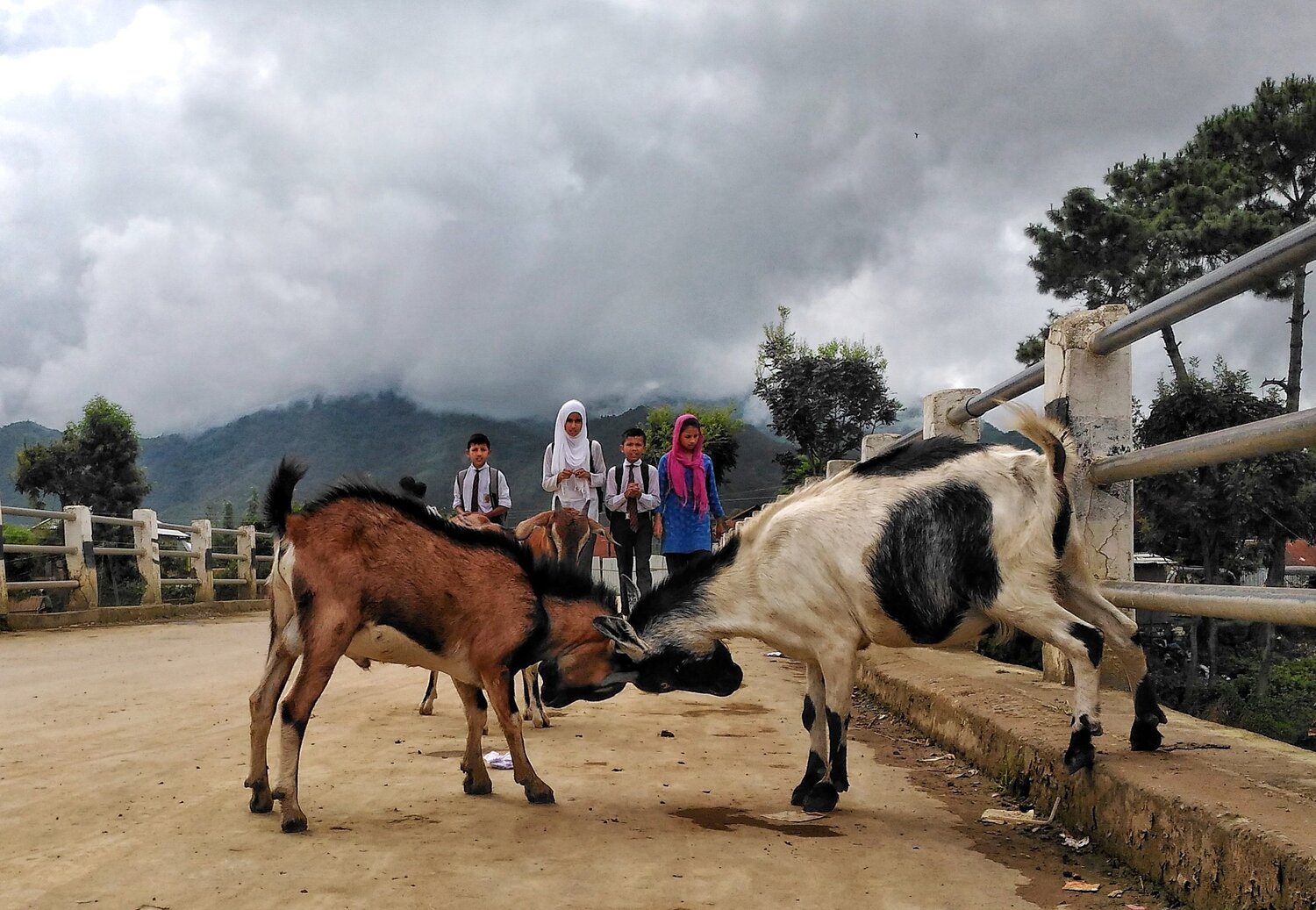 Goats and children on a bridge