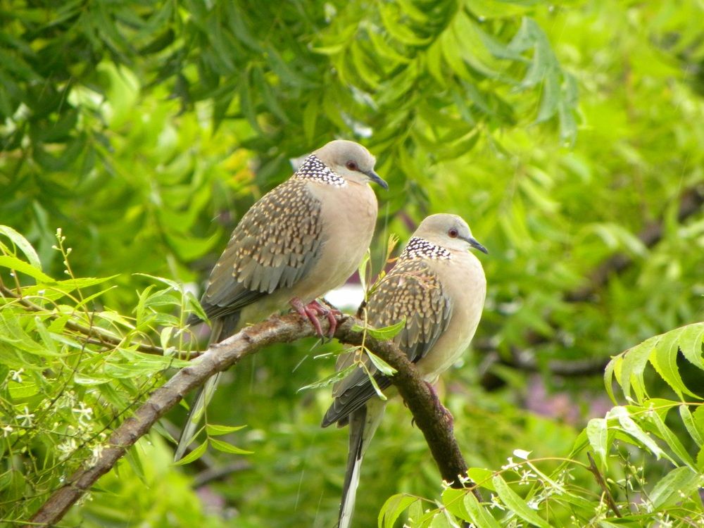 Wildlife bird