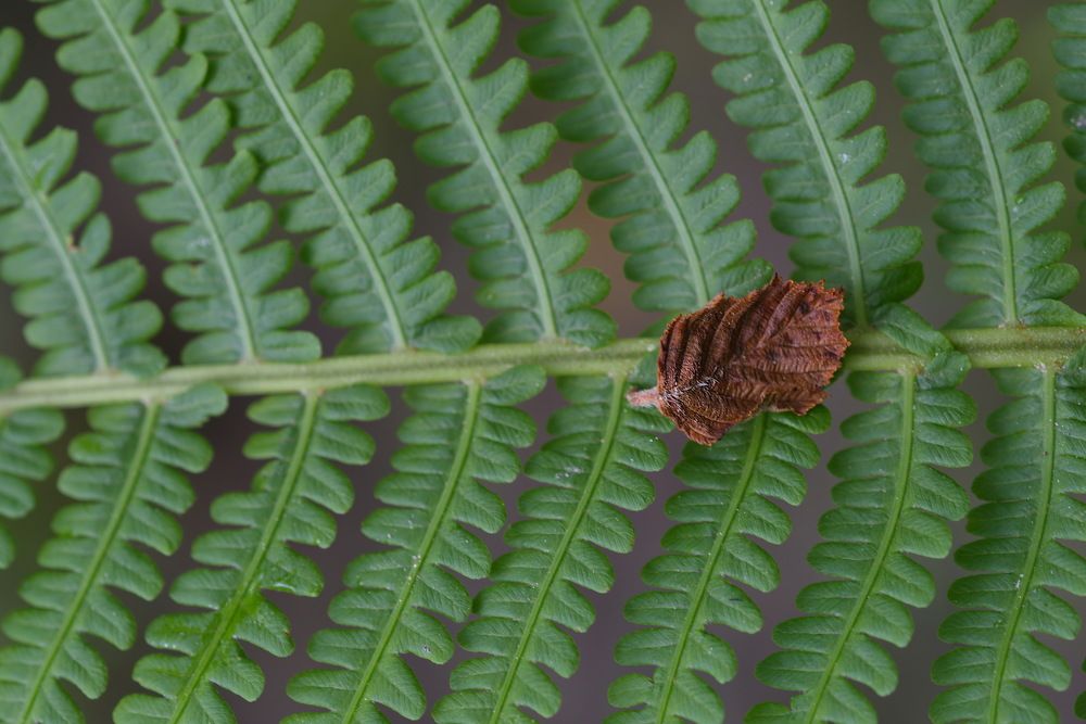Фотография автора Медведев Сергей