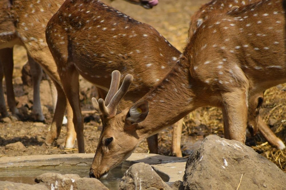 Chital drinking water