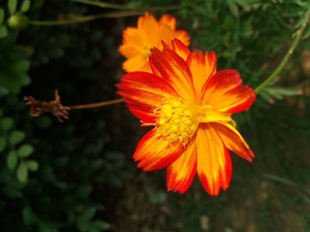 Sunshine