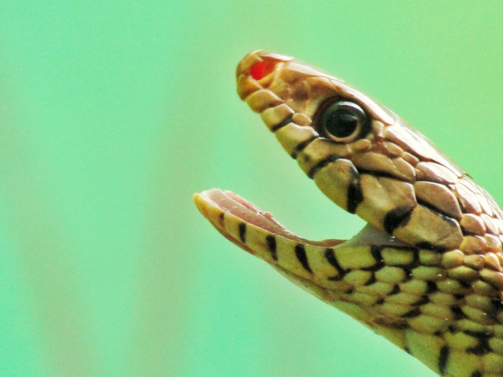 Snake in zoo