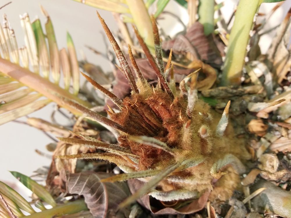 Thorns