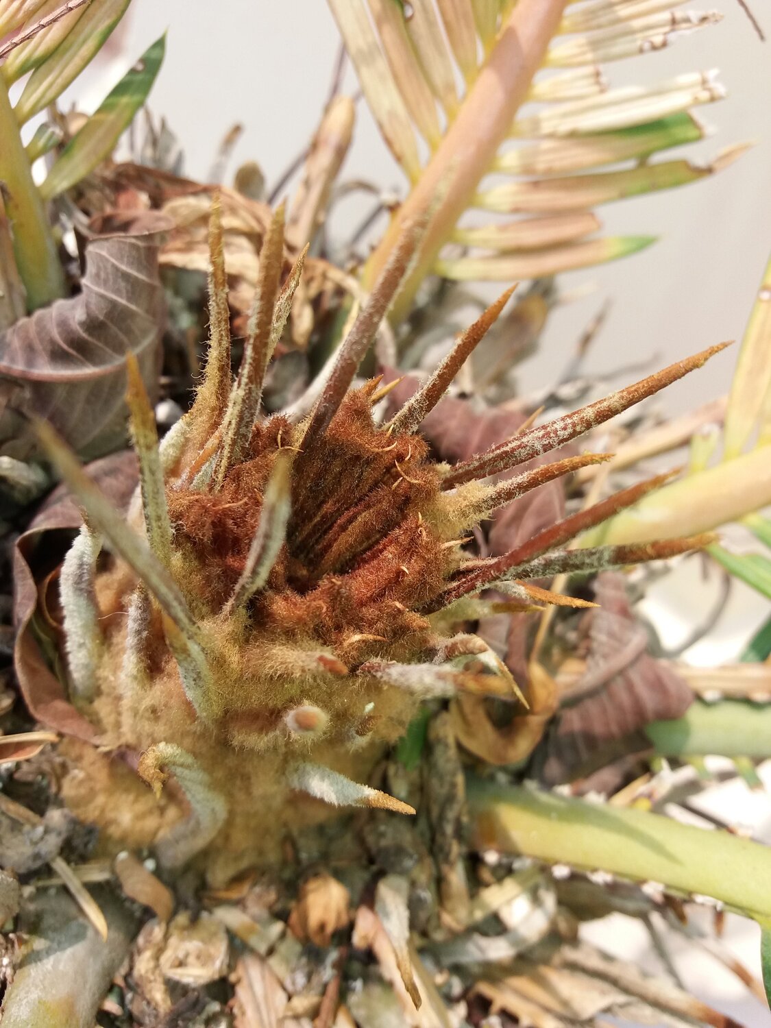 Thorns