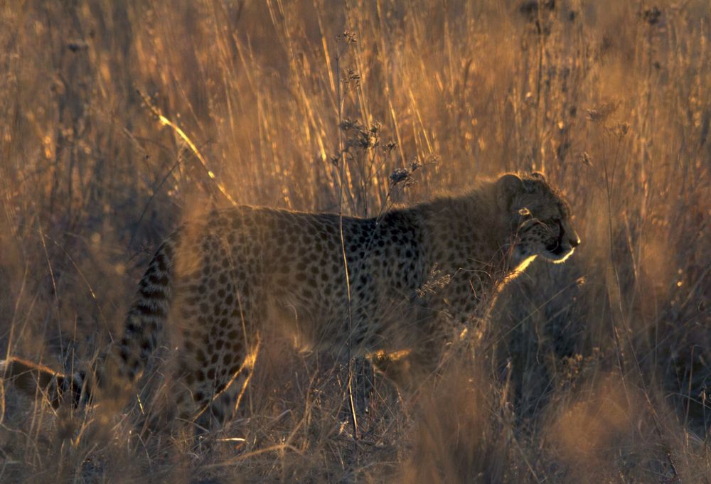 Cheetah hunt at sunset