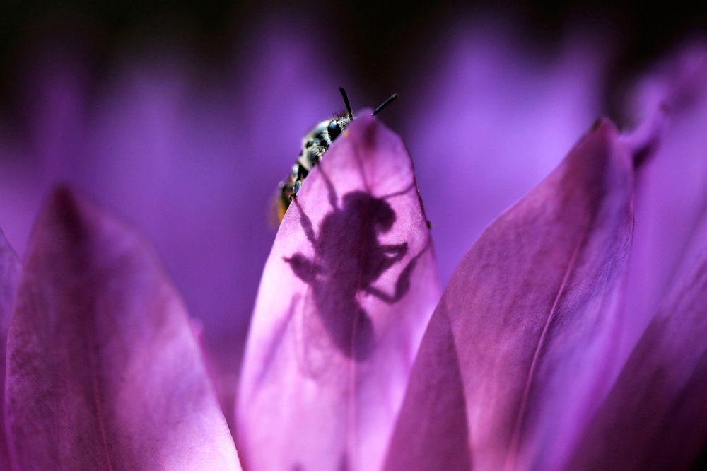 To Bee or Not To Bee