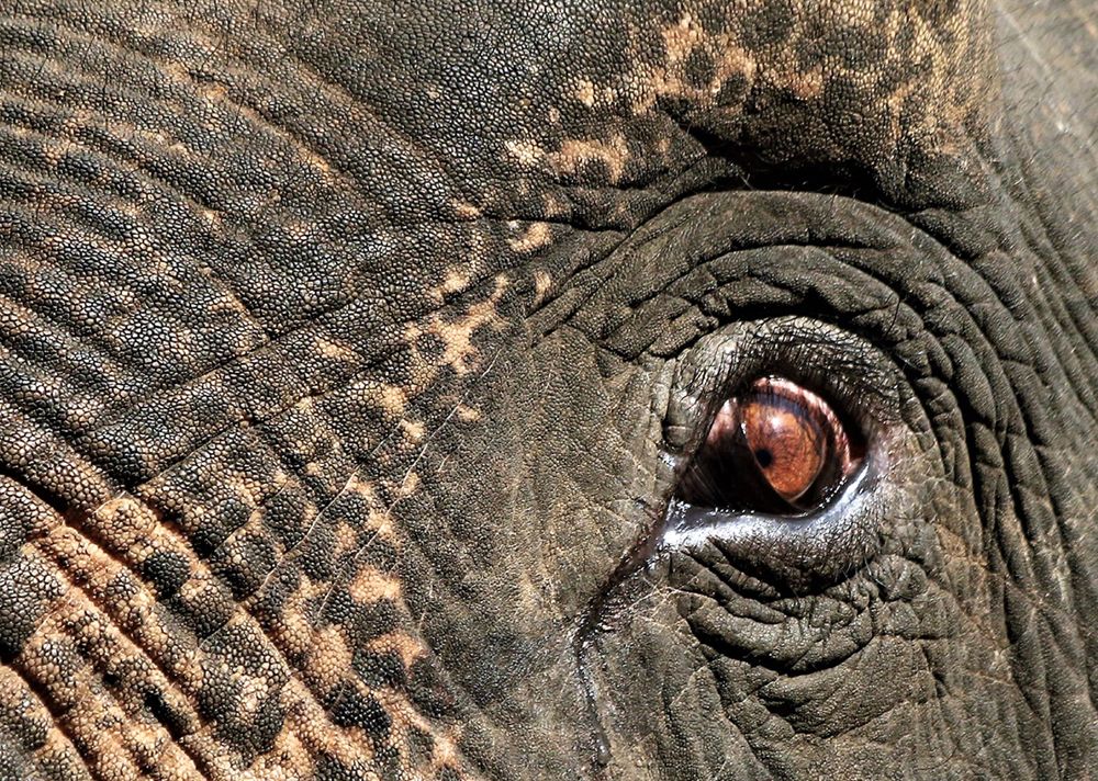 The eye of pachyderm