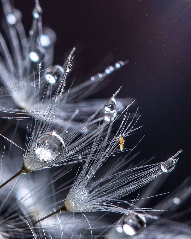 Маленькая планета под названием Одуванчик
