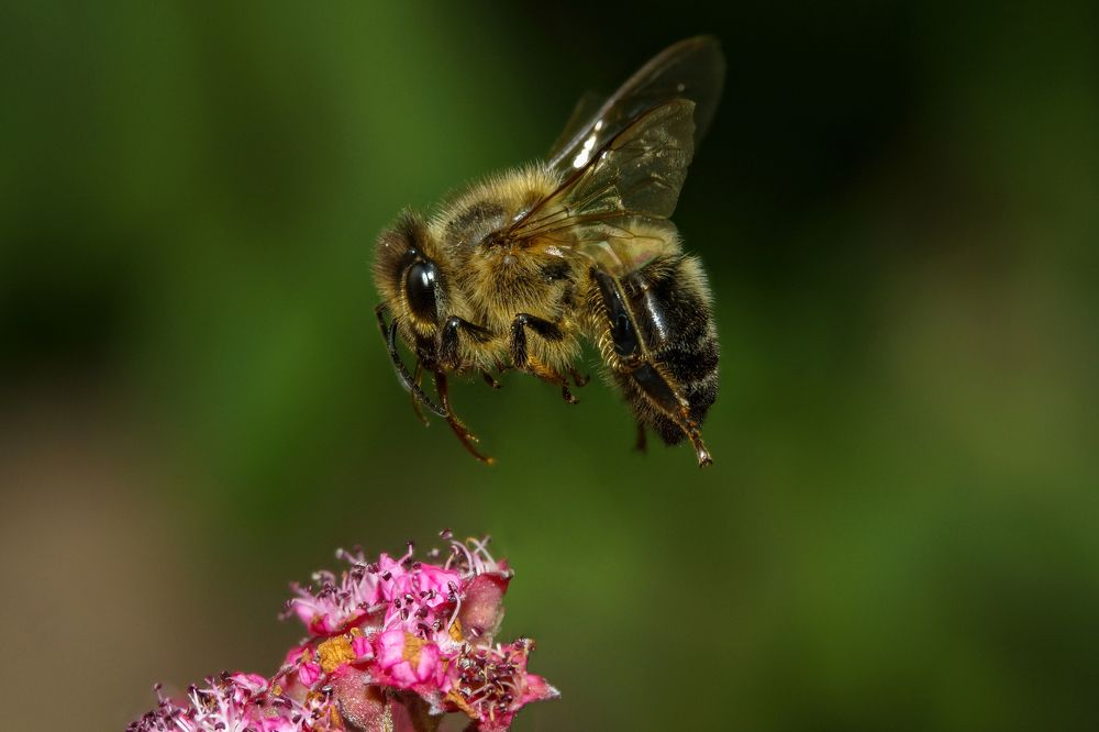 пчела в полете над цветком