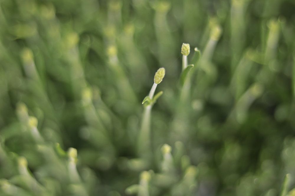 Спарринг на Лавандовой планете