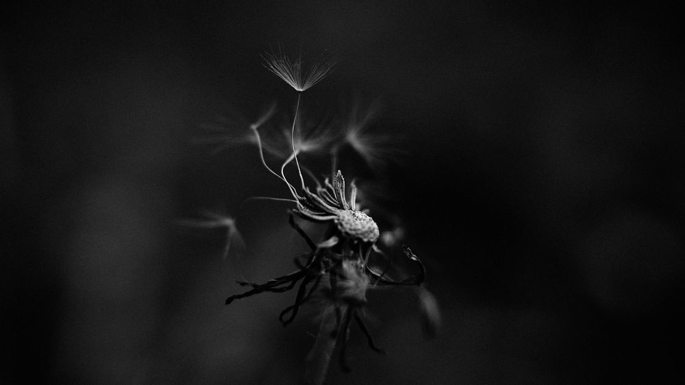 Photograph by Andrey Kronberg