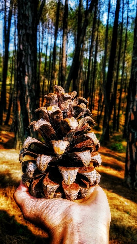 Pine fruit