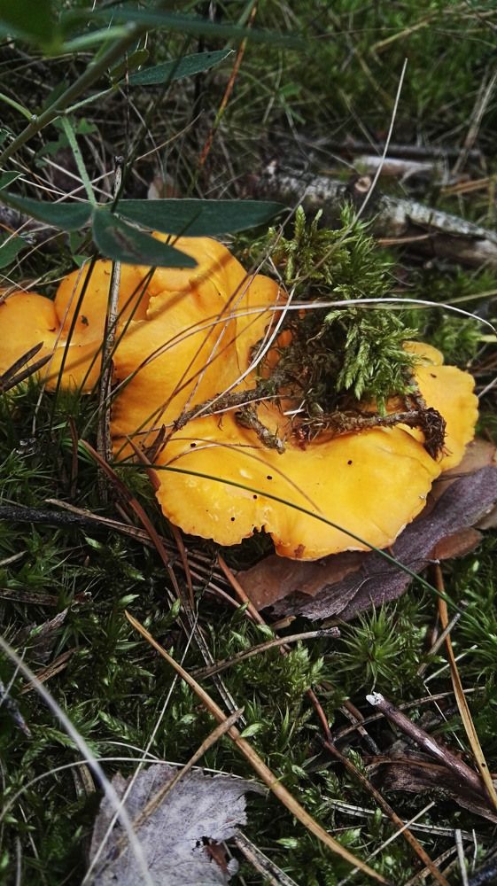 Не укрылись)