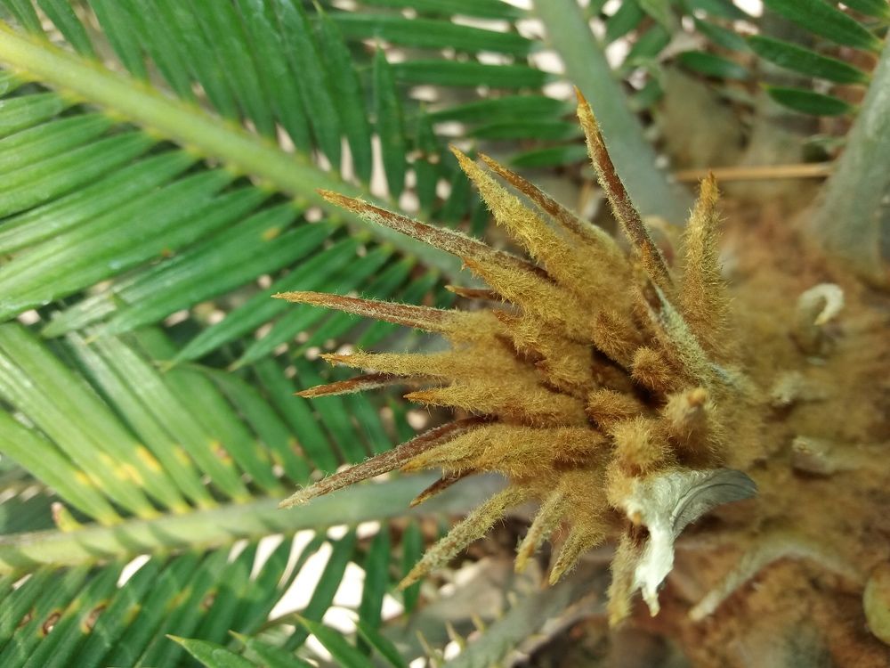 Thorns