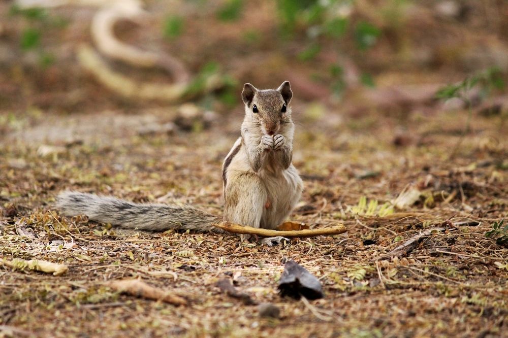 A SQUIRREL IS LOOKING ON YOU.