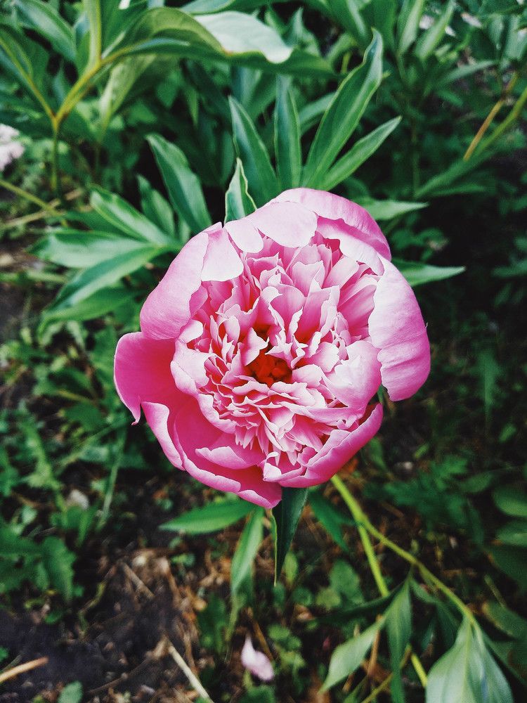 peony